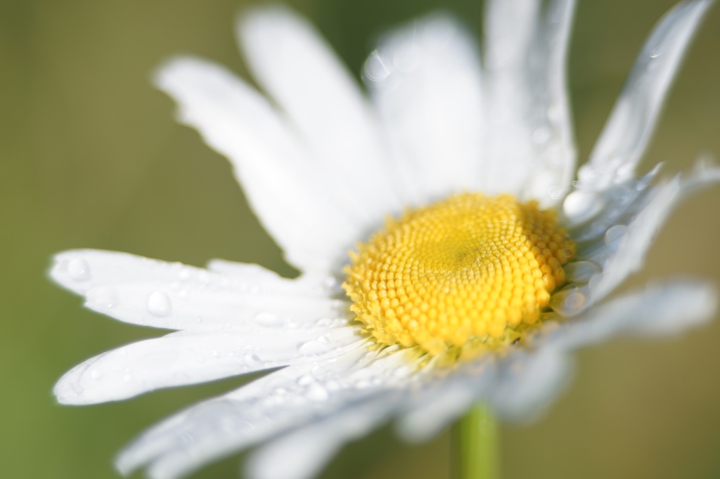a flower, white petals with yellow center, like a daisy, sits partially in light, partially in shadow, partially in focus, partially out. water droplets rest without impatience upon it.