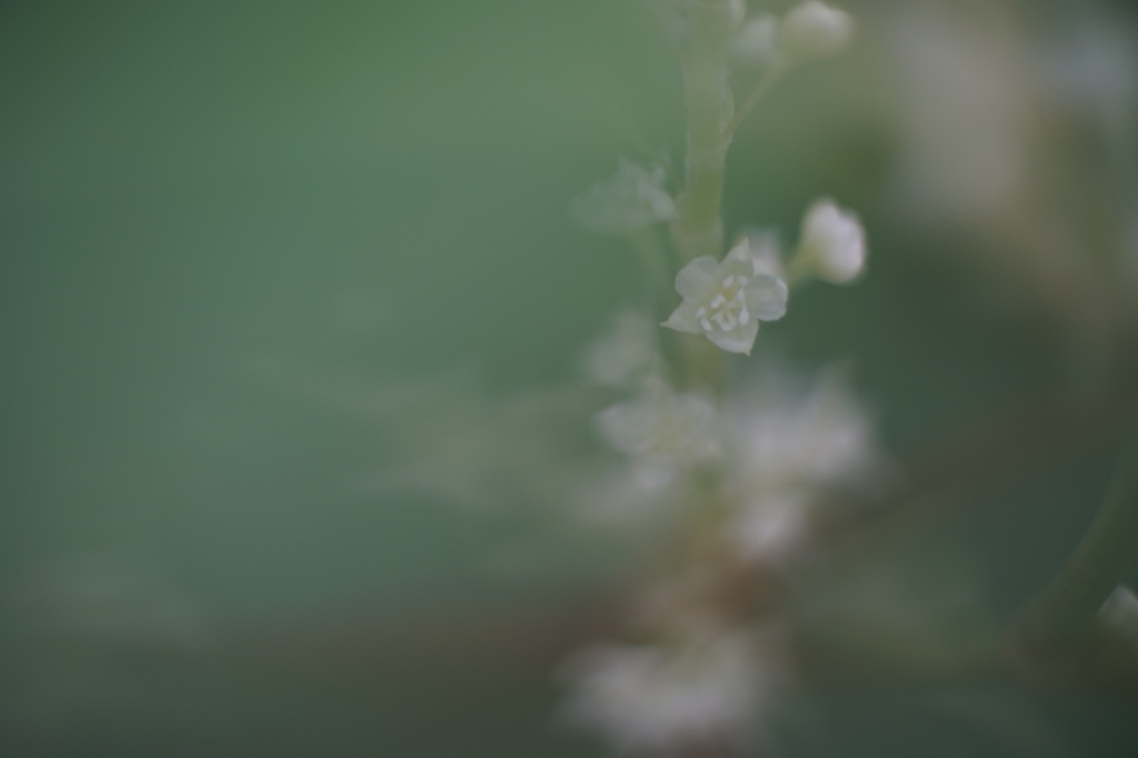 a tiny white flower, nearly translucent,  opens itself without shame, against a backdrop of ghostly pale green. 