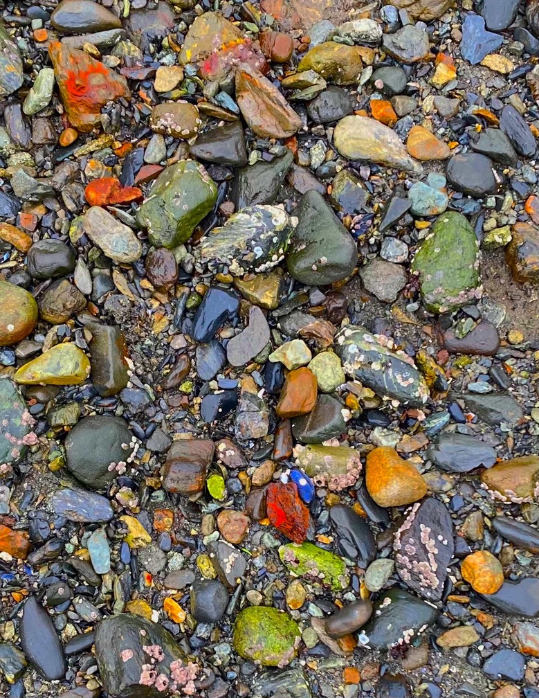 an assortment of ocean rocks are vibrant and colorful and shining on a low-tide beach. 